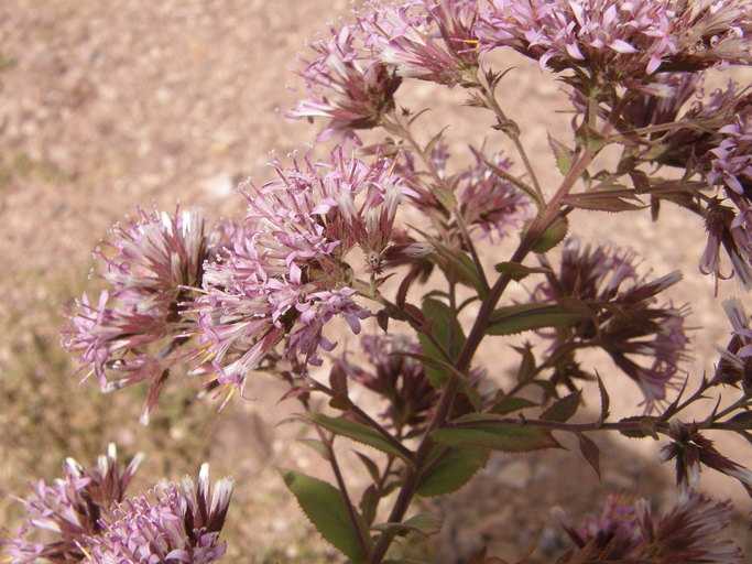 Plancia ëd Acourtia thurberi (A. Gray) Reveal & R. M. King