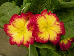 Image of primrose