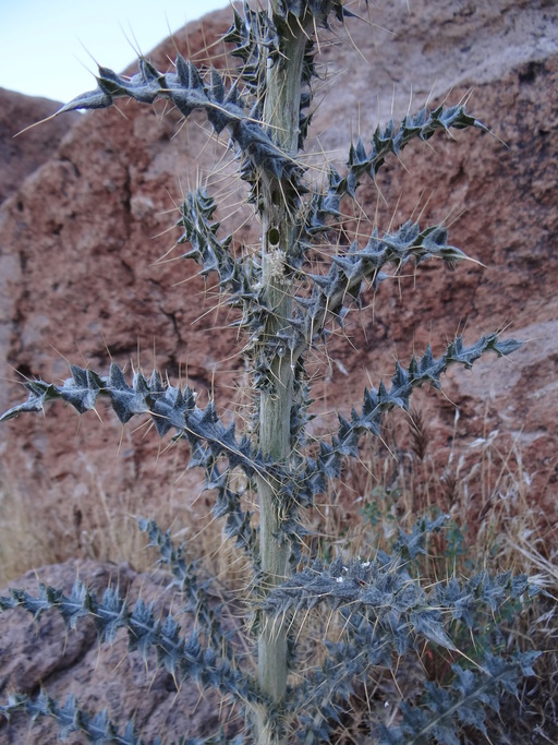 Imagem de Cirsium neomexicanum A. Gray