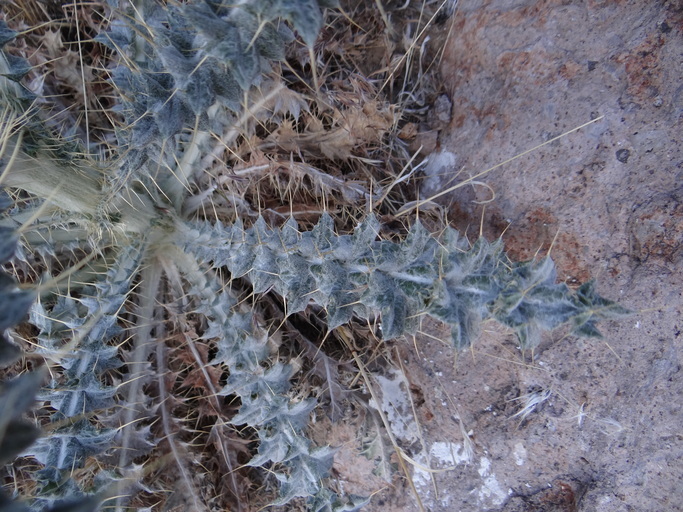 Image of New Mexico thistle