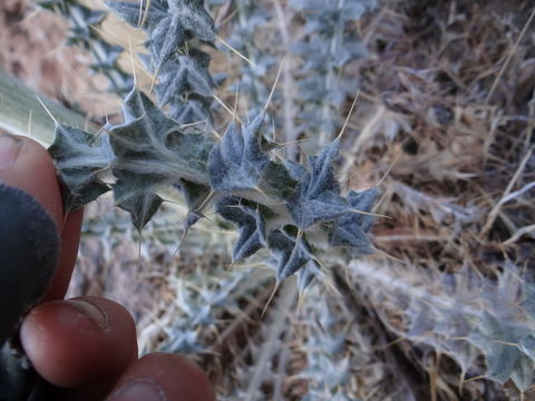 Image of New Mexico thistle