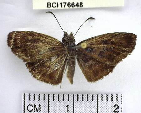 <i>Sostrata bifasciata</i>的圖片