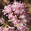 Image of Thurber's desertpeony