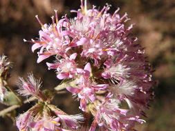 Image of Thurber's desertpeony