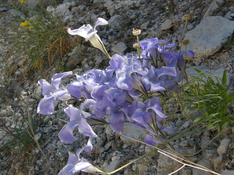 Image de Gentianopsis macrantha (D. Don ex G. Don) Iltis