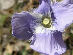 Image of grand fringed gentian
