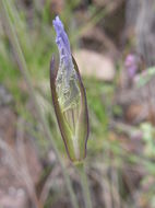 Image of grand fringed gentian