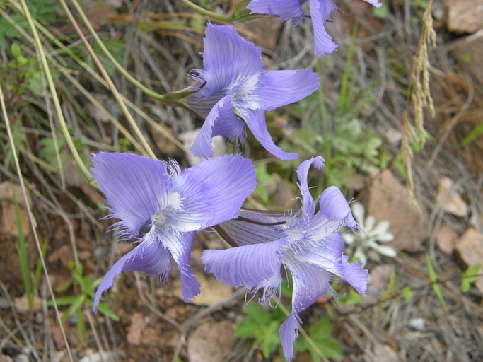 Image of grand fringed gentian