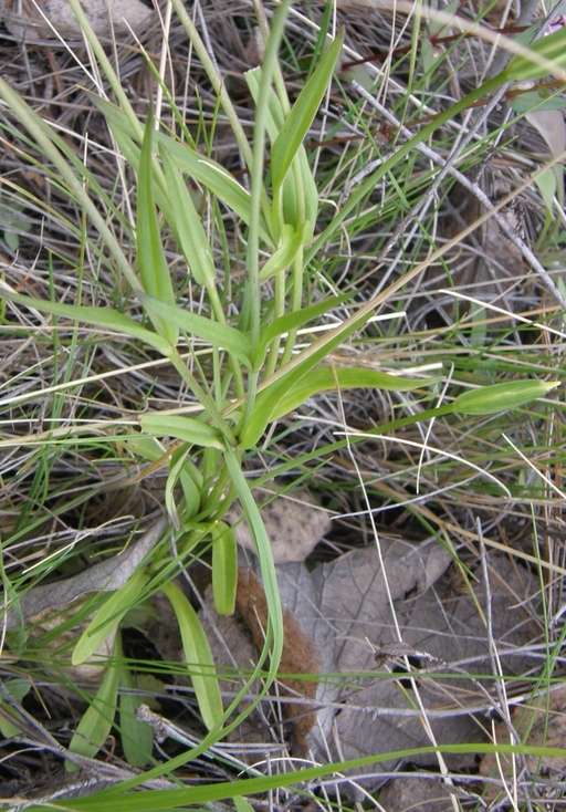 Image of grand fringed gentian