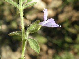 Image of Bonplandia geminiflora Cav.