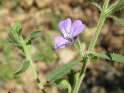 Image of Bonplandia geminiflora Cav.