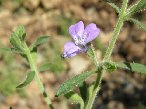 Image of Bonplandia geminiflora Cav.