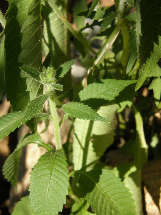 Image of Bonplandia geminiflora Cav.