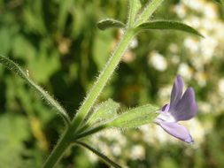 Image of Bonplandia geminiflora Cav.