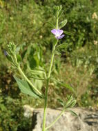 Image of Bonplandia geminiflora Cav.