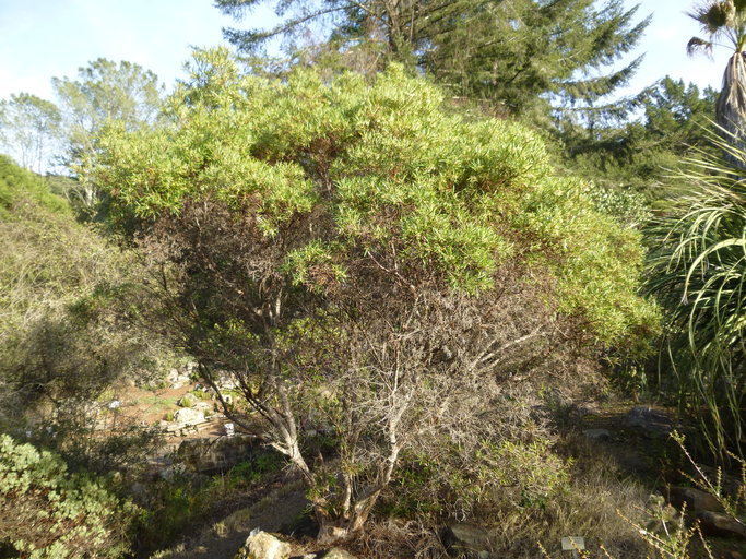 Image of Baja birdbush