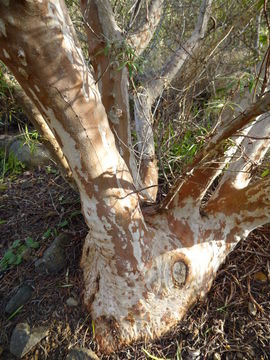 Image of Baja birdbush