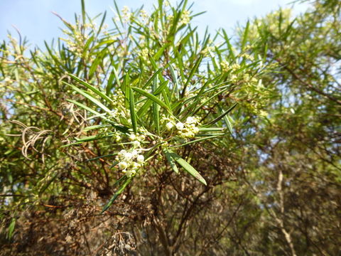 Image of Baja birdbush