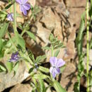 Plancia ëd Bonplandia geminiflora Cav.