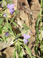 Image of Bonplandia geminiflora Cav.