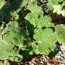 Image of cranesbill