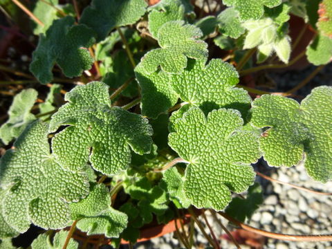 Imagem de Geranium renardii Trautv. ex Trautv., Regel, Maxim. & C. Winkl.