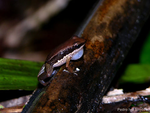 Imagem de Allobates grillisimilis Simões, Sturaro, Peloso & Lima 2013