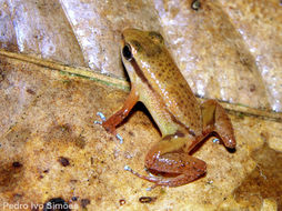 Image of Allobates caeruleodactylus (Lima & Caldwell 2001)