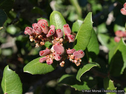 Image of lemonade sumac