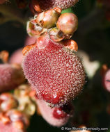 Image of lemonade sumac