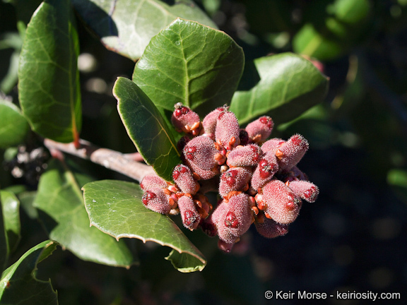 Image of lemonade sumac