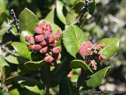 Image of lemonade sumac