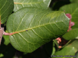 Image of lemonade sumac