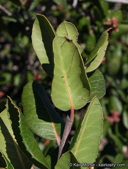 Image of lemonade sumac