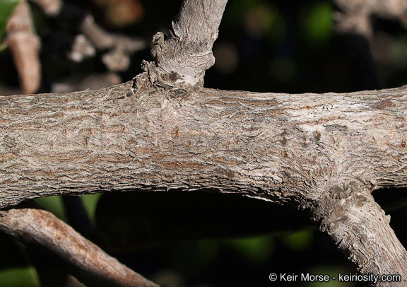 Image of lemonade sumac