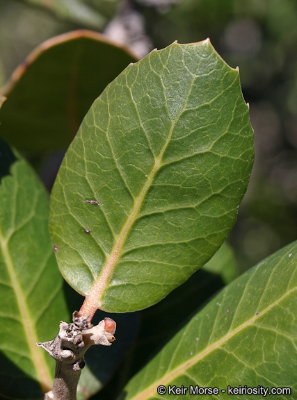 Image of lemonade sumac