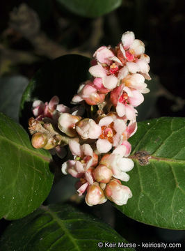 Image of lemonade sumac