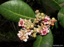 Image of lemonade sumac