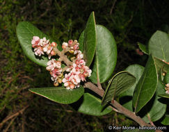 Image of lemonade sumac