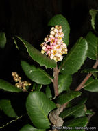 Image of lemonade sumac