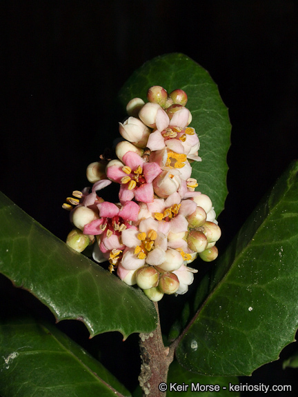 Image of lemonade sumac