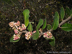 Image of lemonade sumac