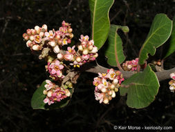 Image of lemonade sumac