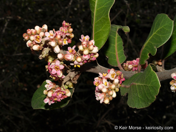 Image of lemonade sumac