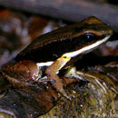 Image of Myers's Poison Frog