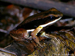 Image of Myers's Poison Frog