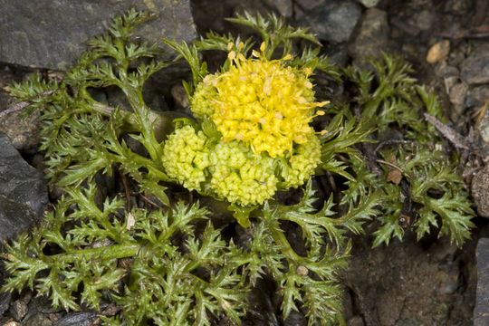 Plancia ëd Sanicula tuberosa Torr.