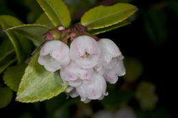 Image of evergreen huckleberry