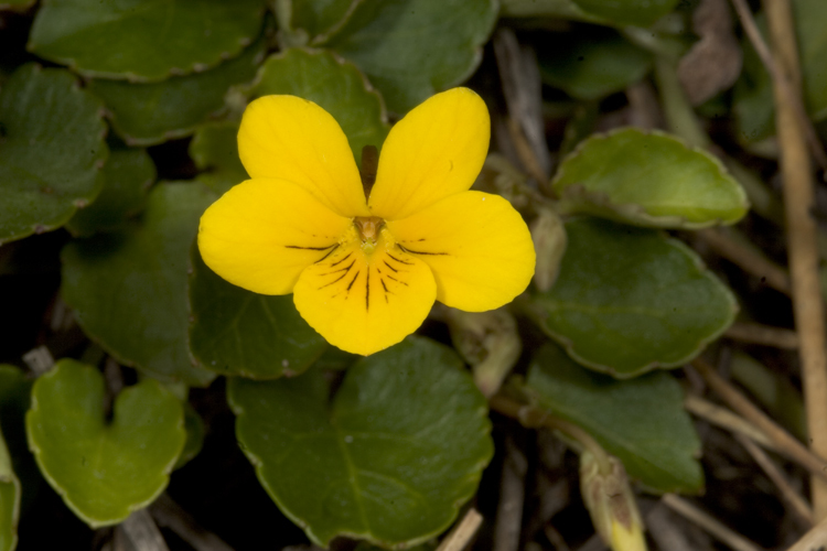 Sivun Viola sempervirens Greene kuva