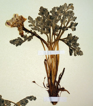 Image of <i>Cymopterus purpurascens</i>